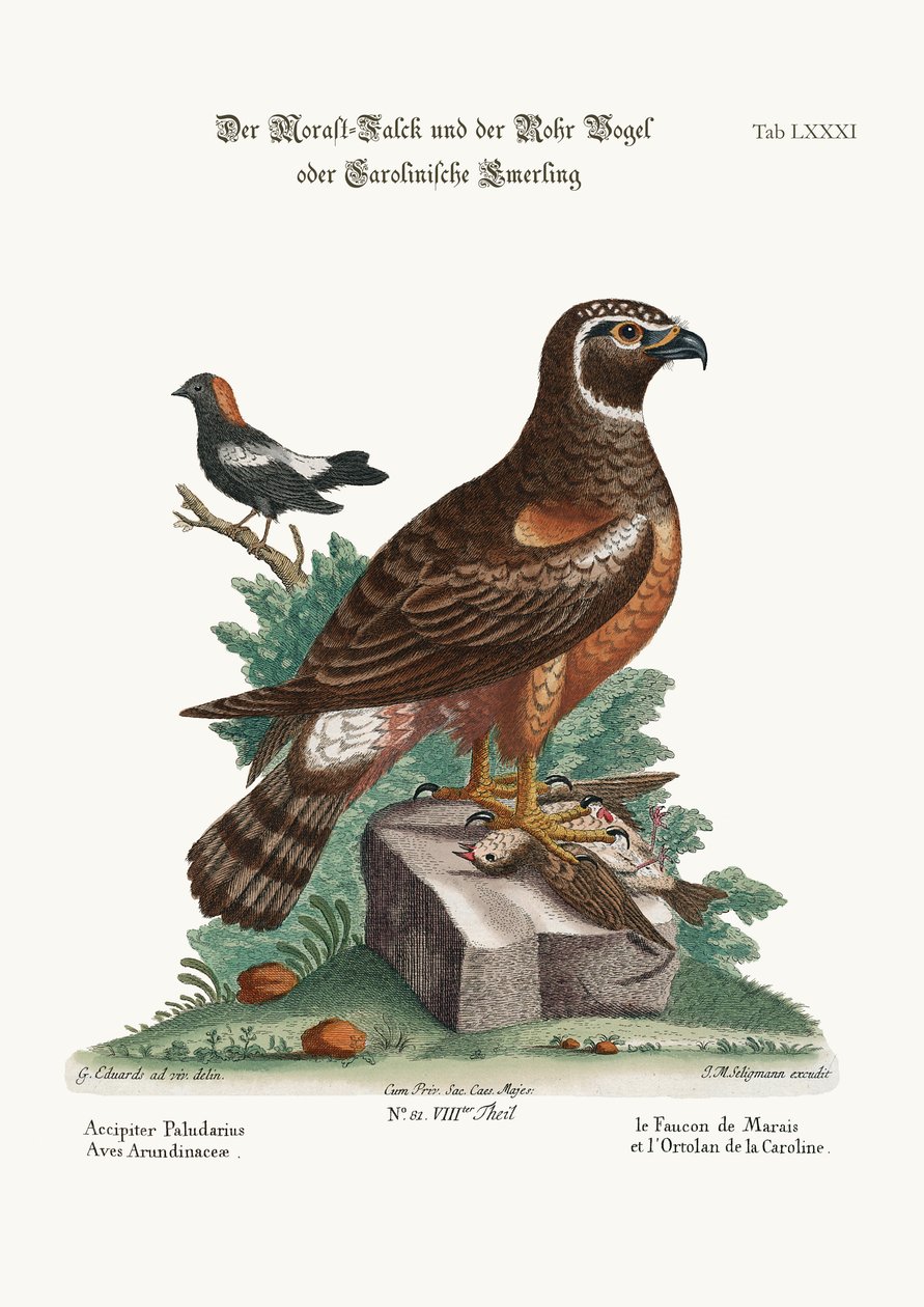 The Marsh-Hawk, and the Reed-Birds, 1749-73 av George Edwards