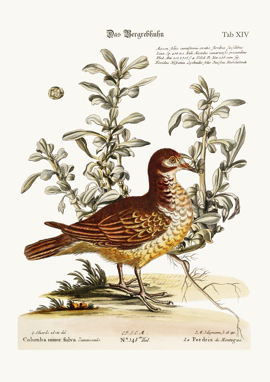 The Mountain Partridge, 1749-73 av George Edwards