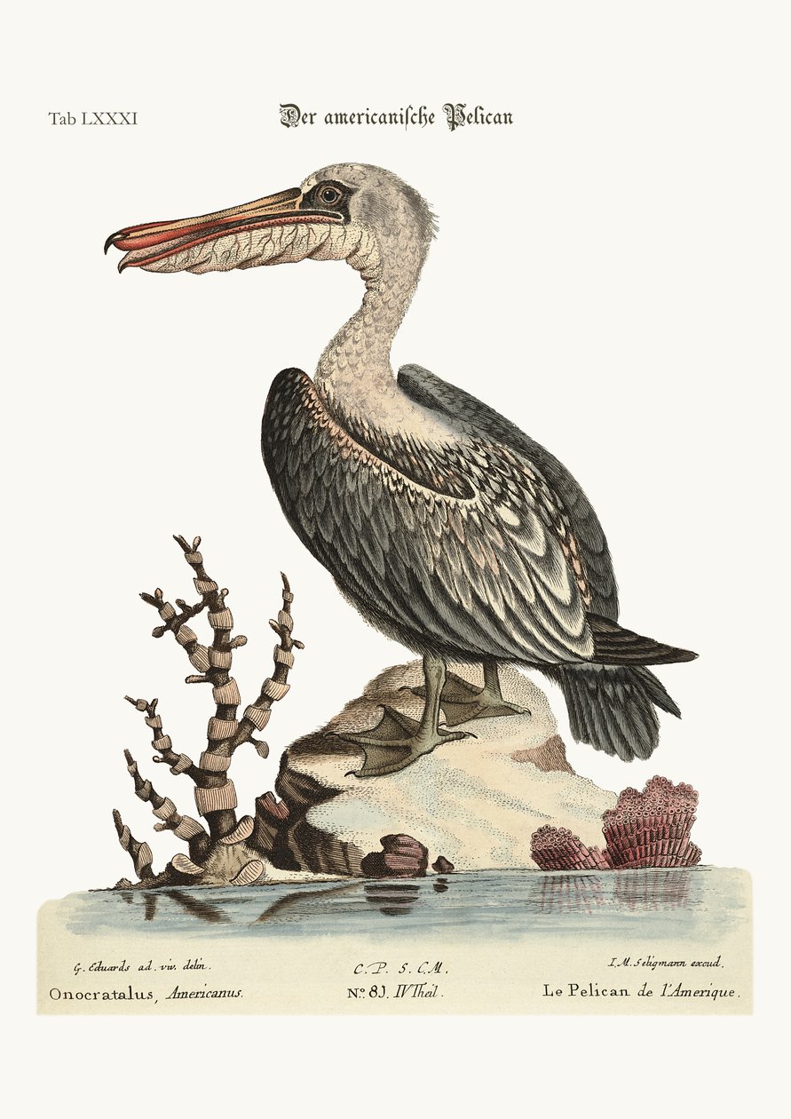 The Pelican of America, 1749-73 av George Edwards