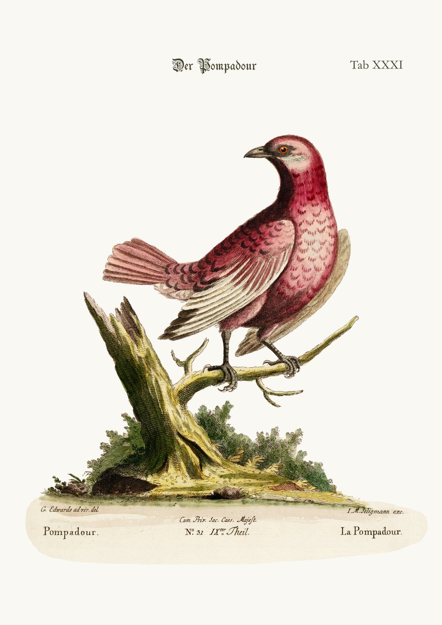 Pompadouren, 1749-73 av George Edwards