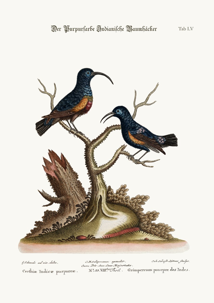 The Purple Indian Creepers, 1749-73 av George Edwards
