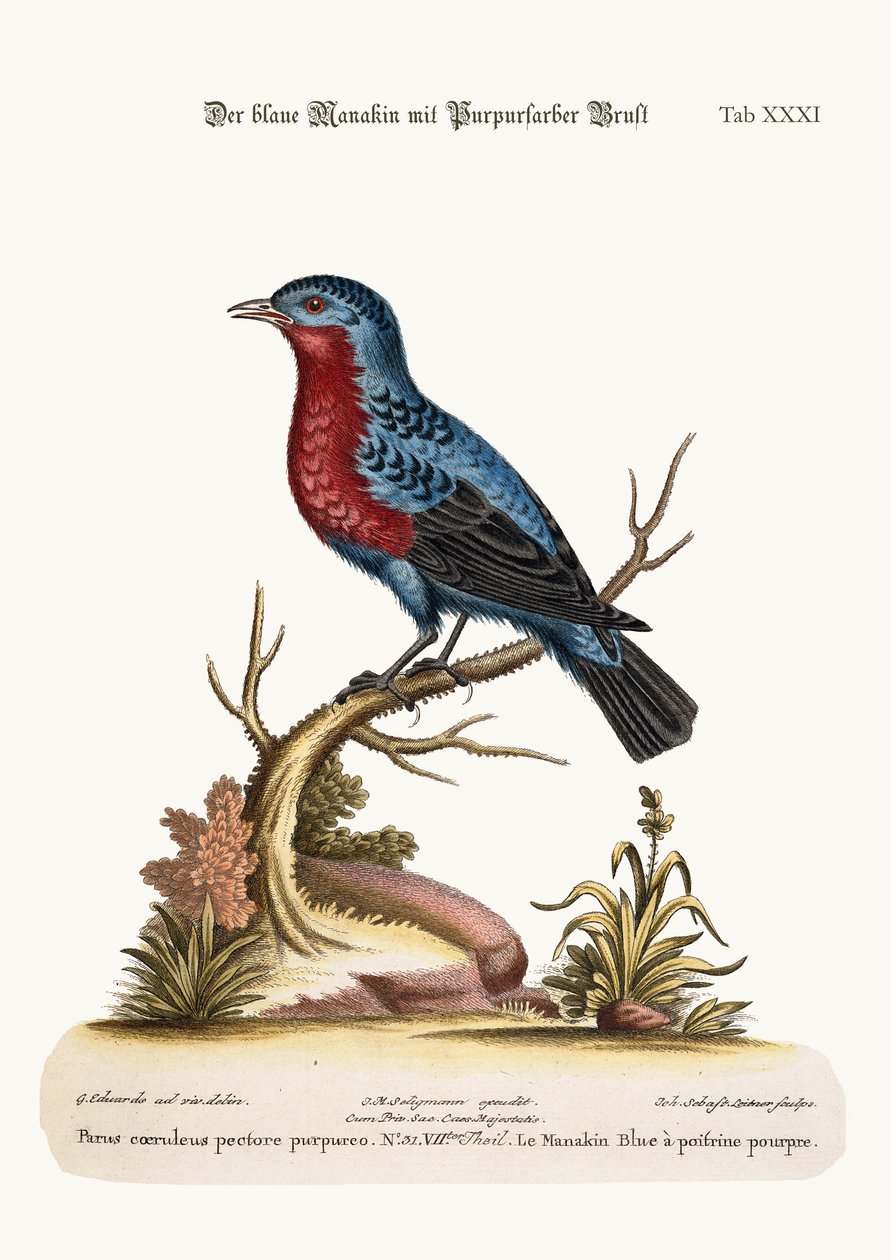 The Purple-breasted Blue Manakin, 1749-73 av George Edwards