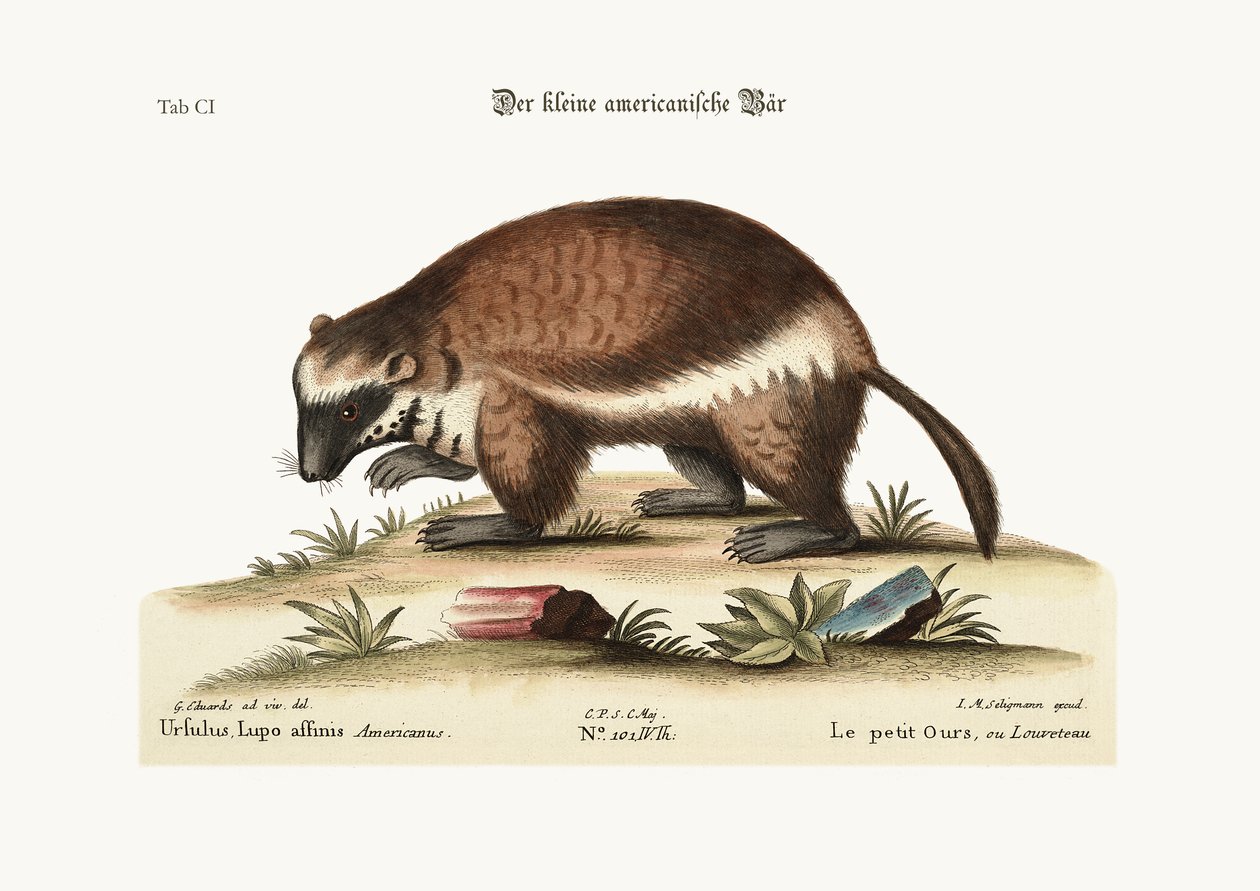 The Quick-Hatch eller Wolverene, 1749-73 av George Edwards