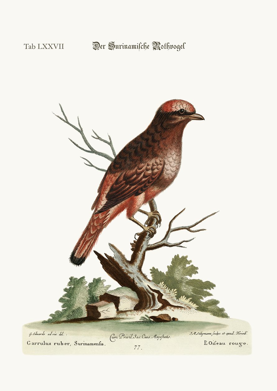 Den røde fuglen fra Surinam, 1749-73 av George Edwards
