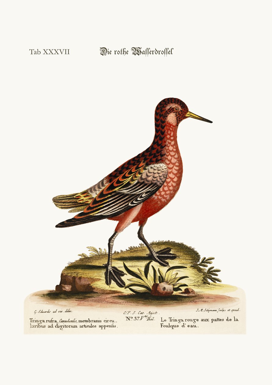 Den røde coot-footed Tringa, 1749-73 av George Edwards
