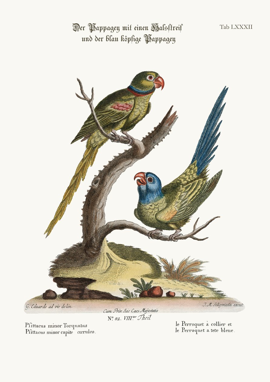 Ringsparrakitten og blåhodet parkett, 1749-73 av George Edwards