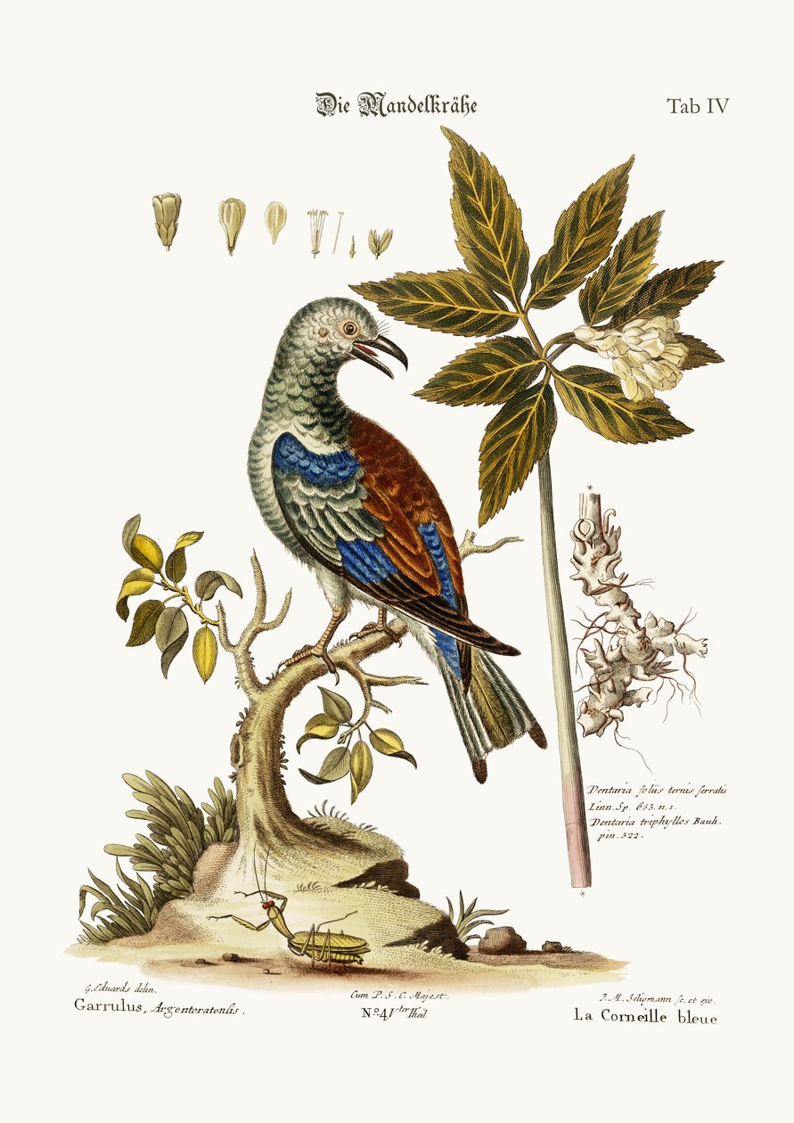 Rullen, 1749-73 av George Edwards