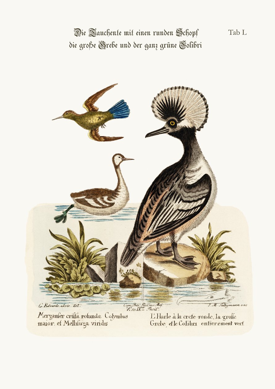 Den runde kamandaen, den større dobchicken og den helgrønne kolibrien, 1749-73 av George Edwards