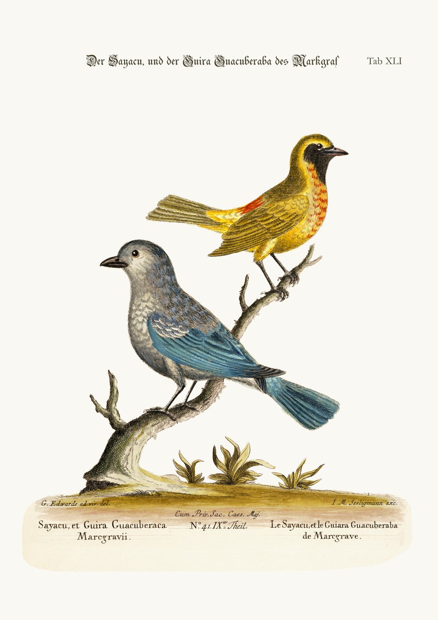 Sayacuen og Guira Guacuberaba fra Marcgrave, 1749-73 av George Edwards