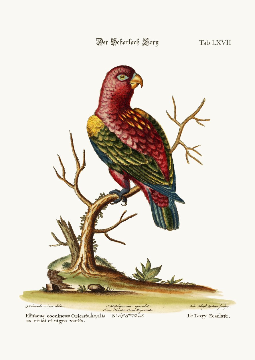 The Scarlet Lory, 1749-73 av George Edwards