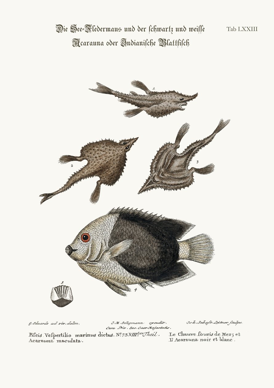Havflaggermusen og Pyed Acarauna, 1749-73 av George Edwards