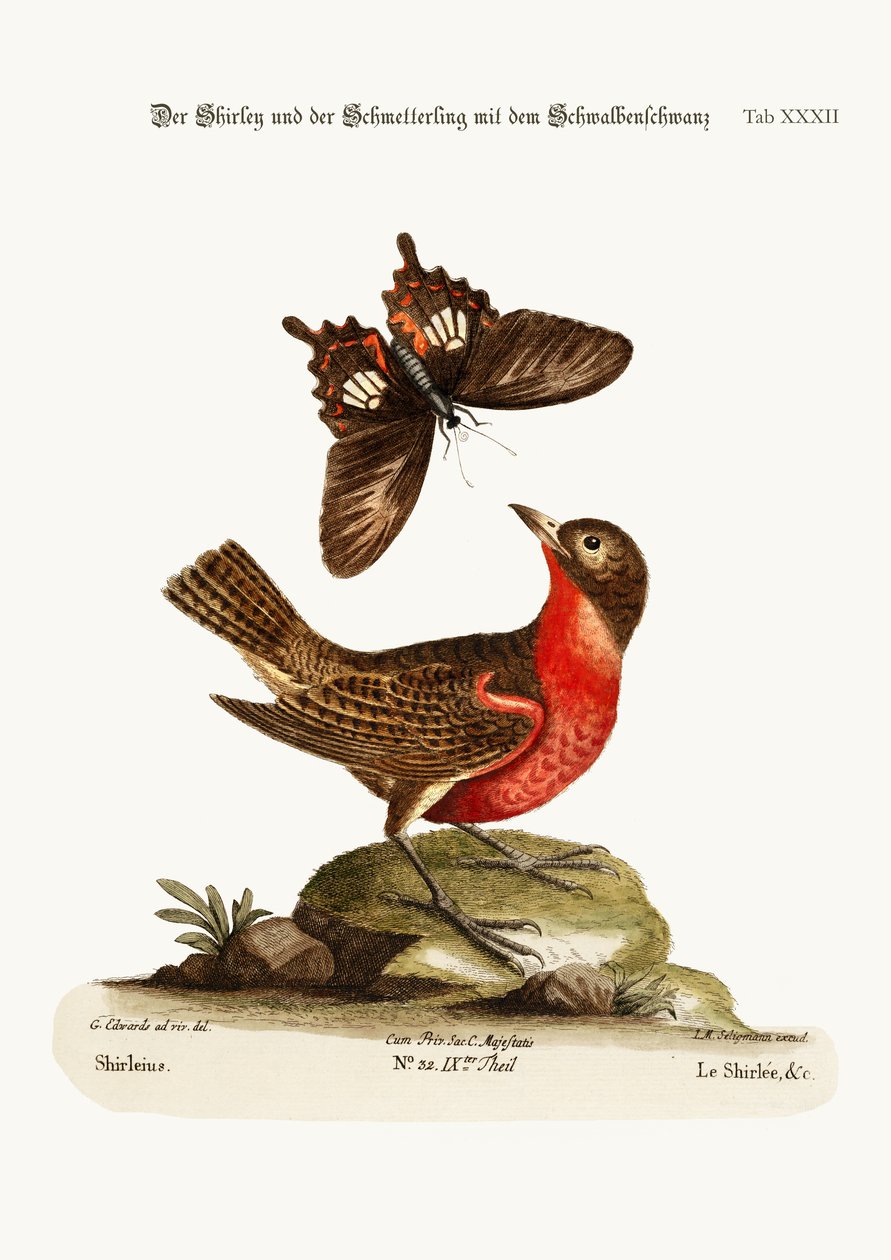 Shirley and the Dusky Swallow-tailed Butterfly, 1749-73 av George Edwards