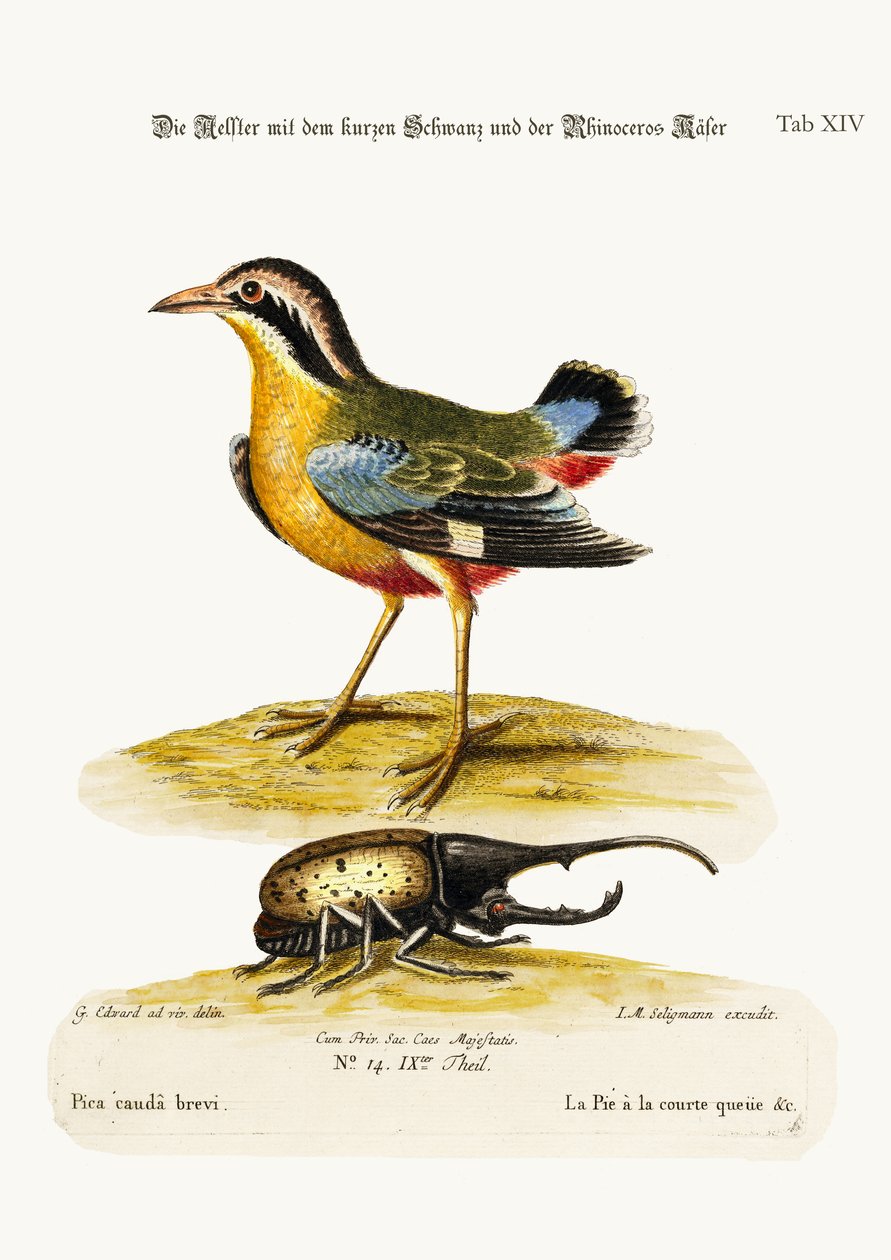 The Short-tailed Pye and the Rhinoceros Beetle, 1749-73 av George Edwards