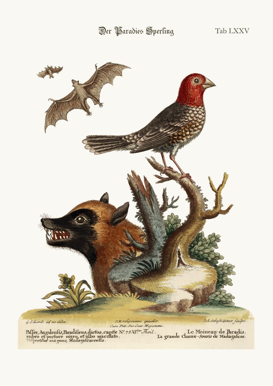 Paradisspurven. Den store flaggermusen fra Madagaskar, 1749-73 av George Edwards