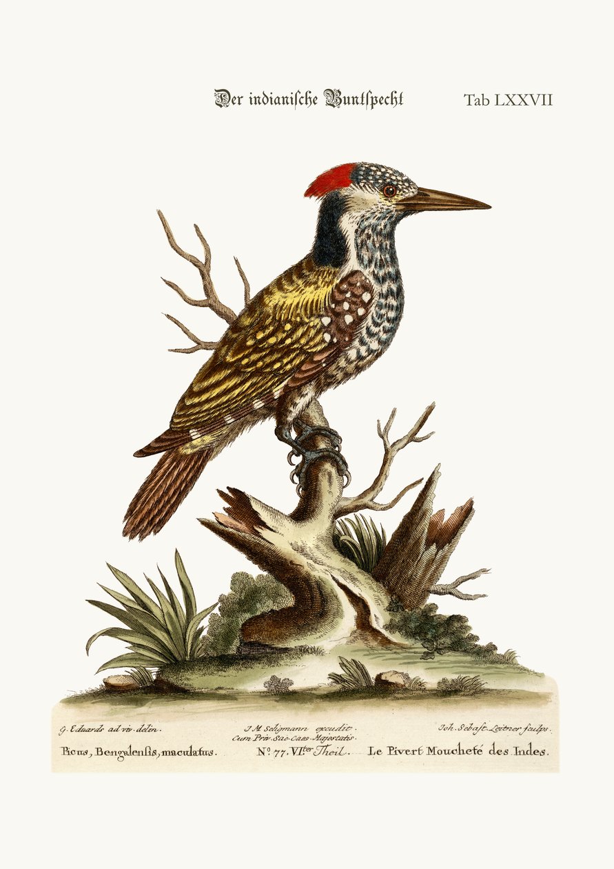 Den flekkete indiske hakkespetten, 1749-73 av George Edwards