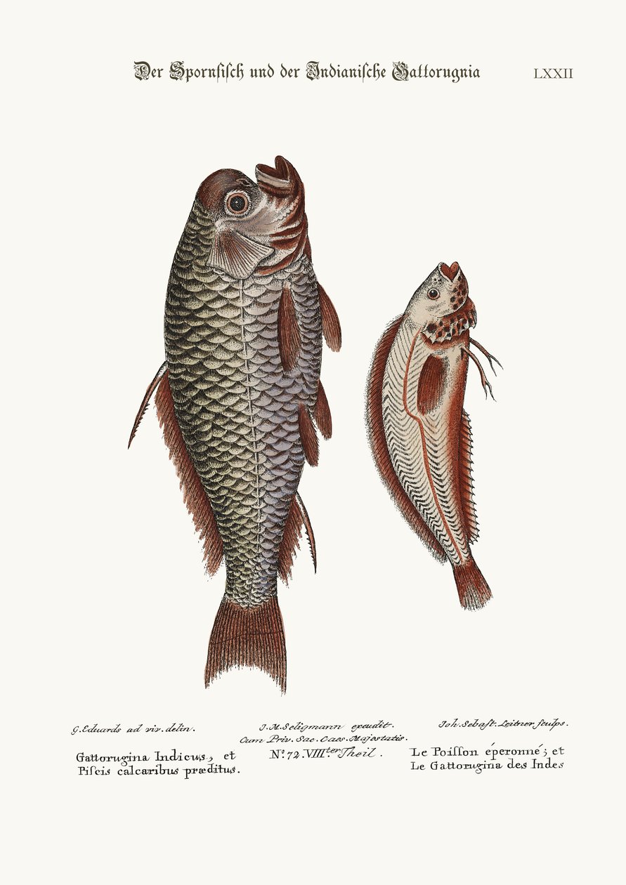 Spur-fisken og den indiske Gattorugina, 1749-73 av George Edwards