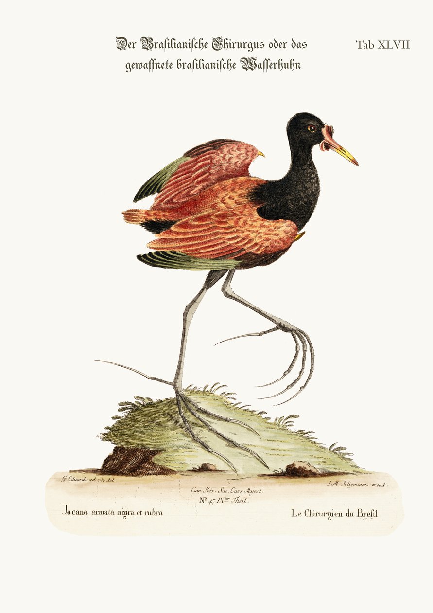 Den sporvingede vannhøna i Brasil, 1749-73 av George Edwards