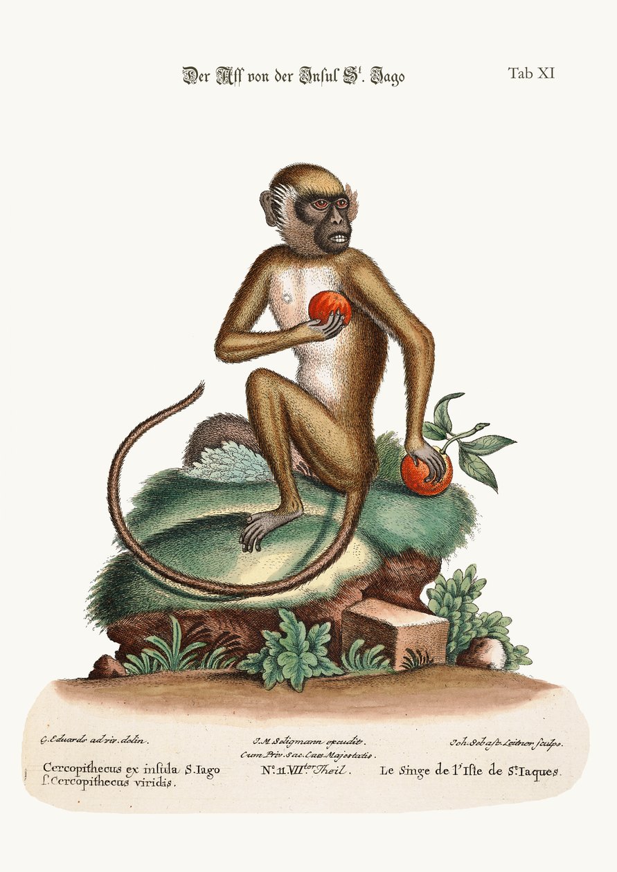 The St. Jago Monkey, 1749-73 av George Edwards