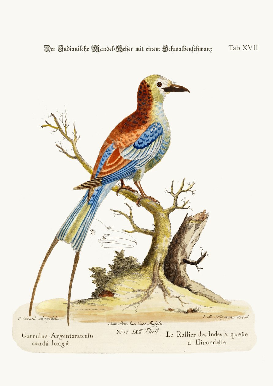 Den svalhalede indiske rullen, 1749-73 av George Edwards