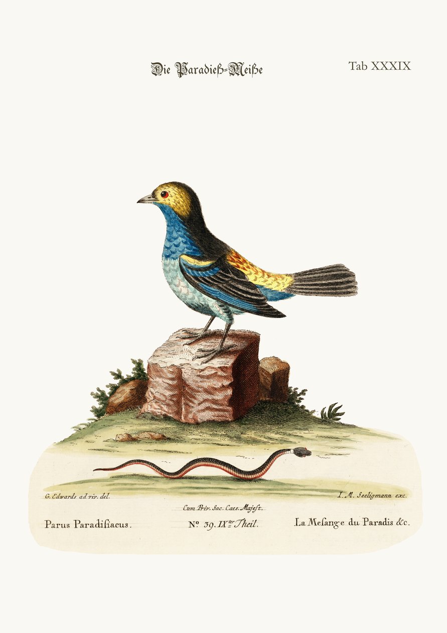 Paradisets meisemus, 1749-73 av George Edwards