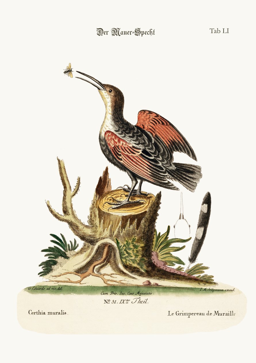 Veggkryperen, eller edderkoppfangeren, 1749-73 av George Edwards