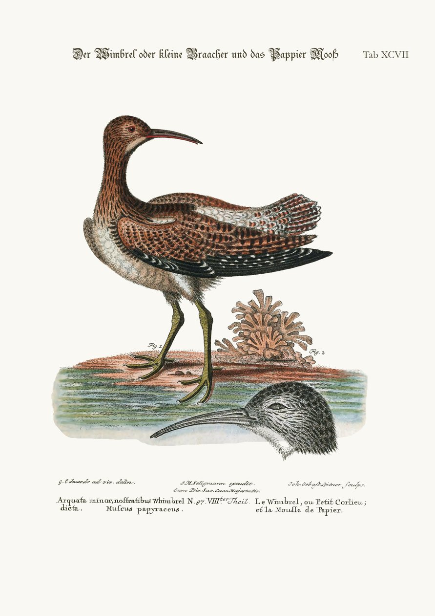 The Whimbrel, eller Lesser Curlew, and the Paper-Moss, 1749-73 av George Edwards