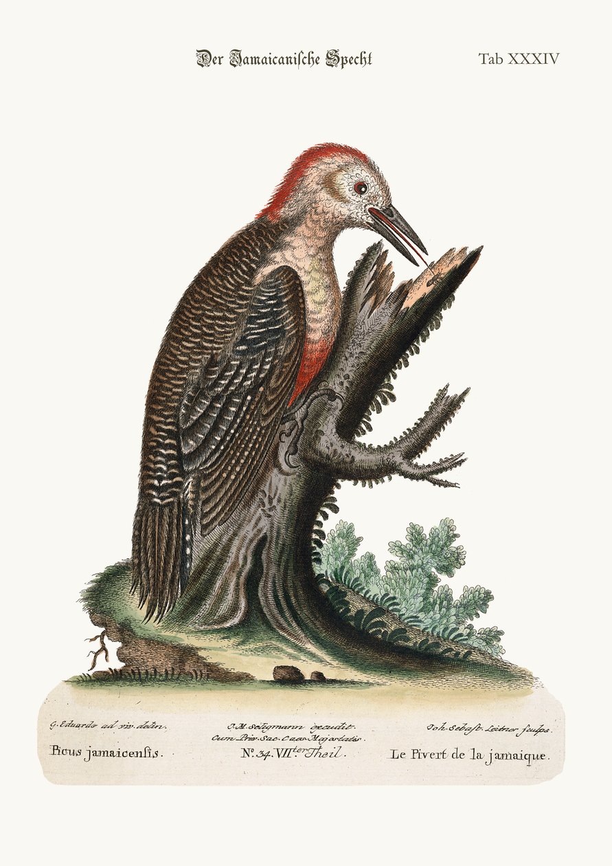 The Woodpecker of Jamaica, 1749-73 av George Edwards