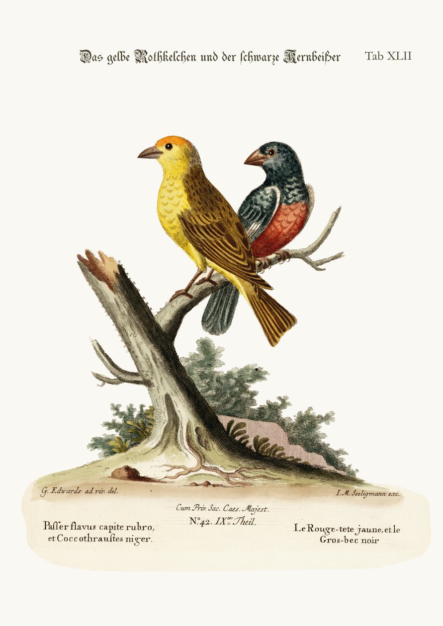 Den gule røde stangen og den svarte grosnebben, 1749-73 av George Edwards