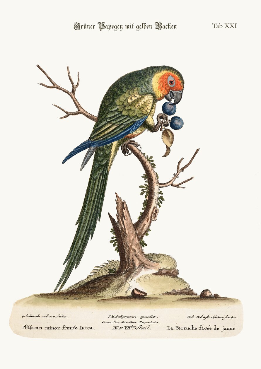 The Yellow-faced Parrakeet, 1749-73 av George Edwards