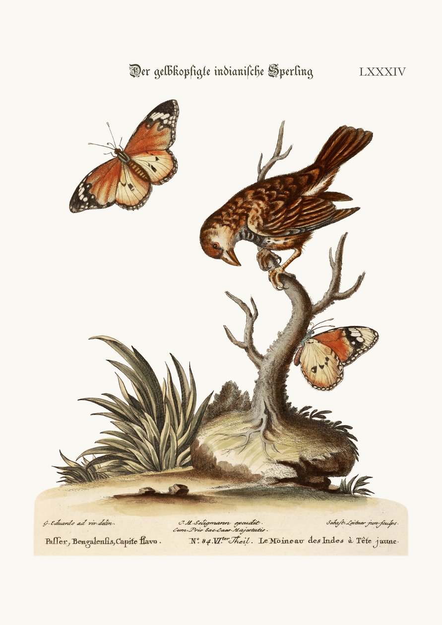 Den gulhodede indiske spurven, 1749-73 av George Edwards