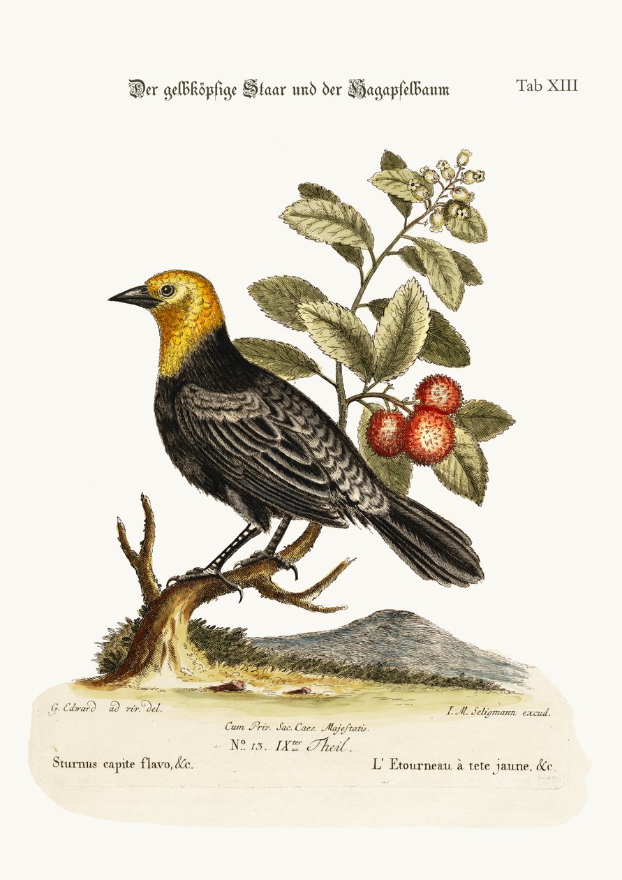Den gulhodede stæren. Arbutus eller jordbærtre, 1749-73 av George Edwards