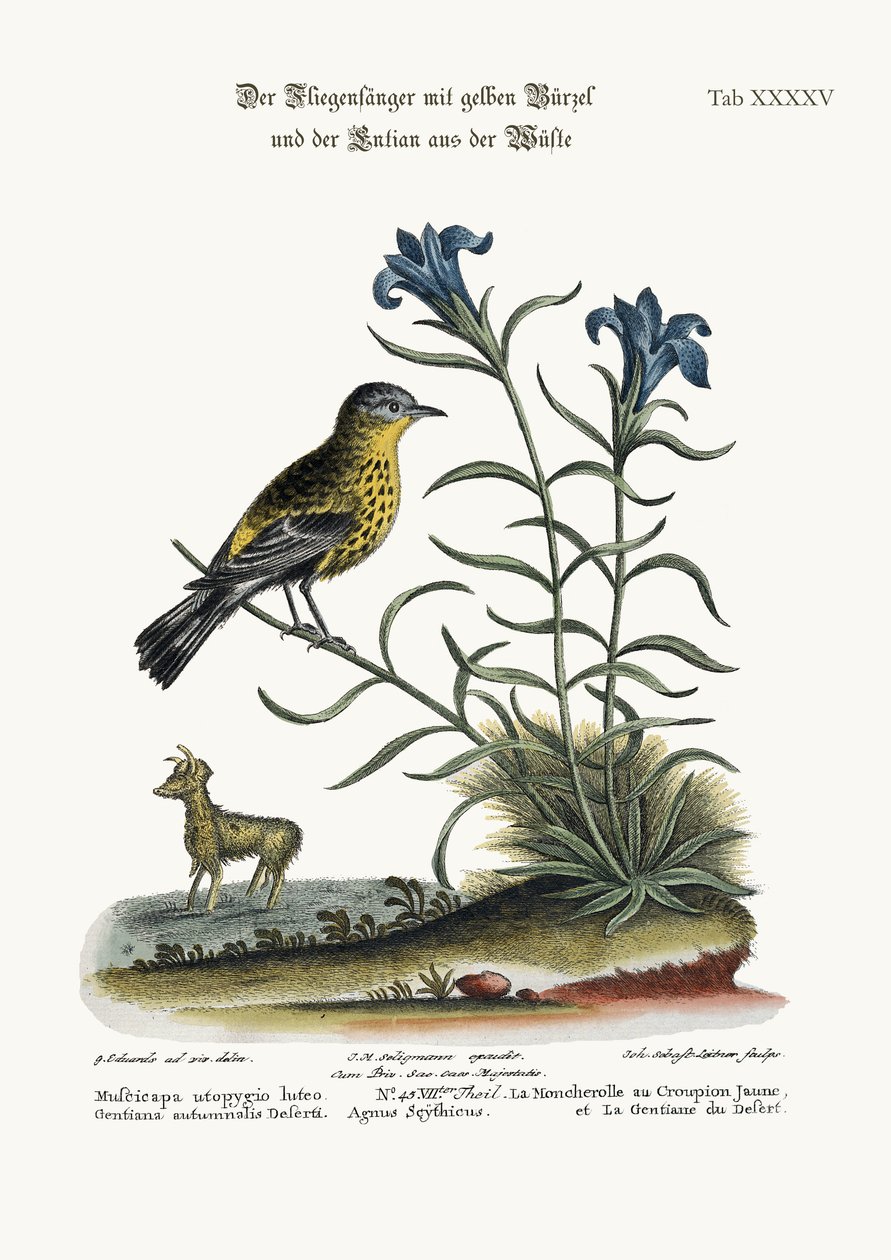 Den gulrumpede fluesnapperen og ørkenens gentian, 1749-73 av George Edwards