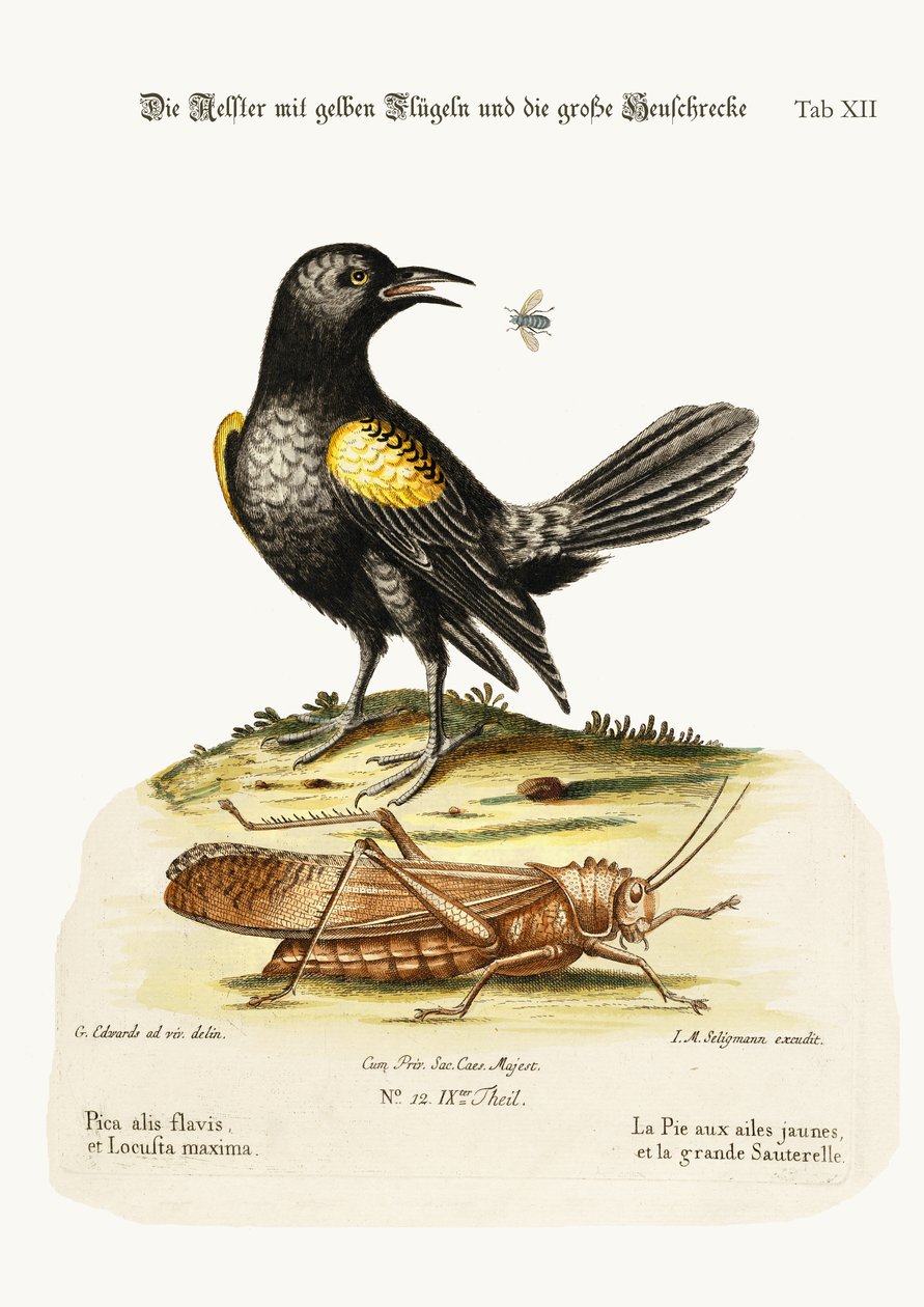 The Yellow-winged Pye, and Greatest Locust, 1749-73 av George Edwards