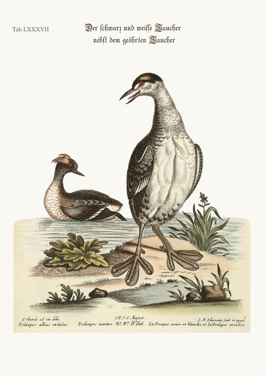 Den svarte og hvite Dobchick og den øredobchick, 1749-73 av George Edwards