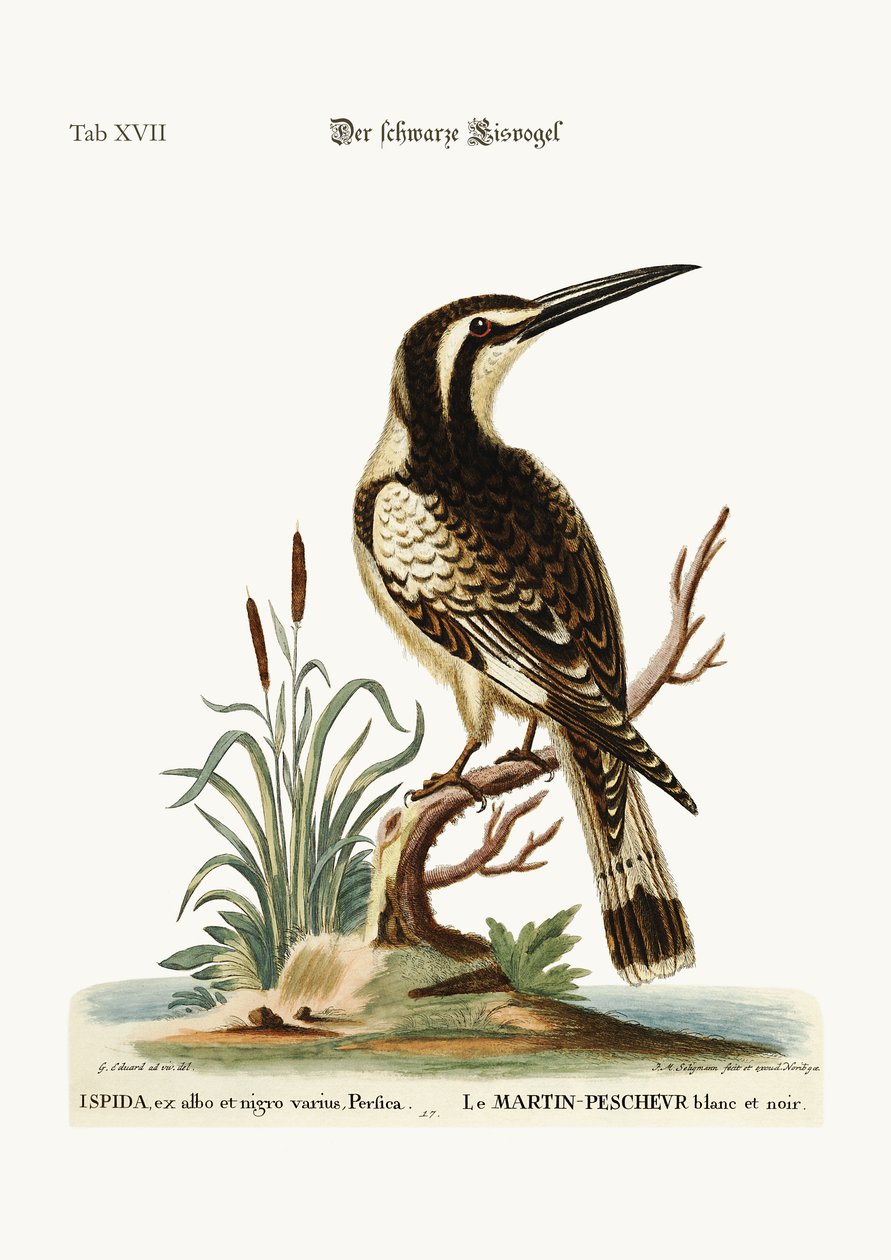 Den svarte og hvite Kingfisher, 1749-73 av George Edwards