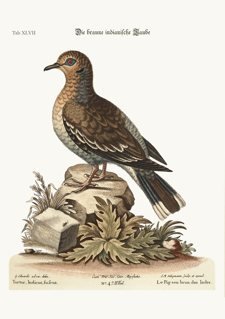 Den brune indiske duen, 1749-73 av George Edwards