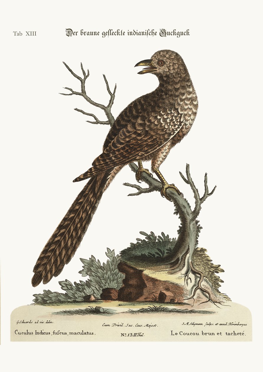 Den brune og flekkete indiske gjøken, 1749-73 av George Edwards