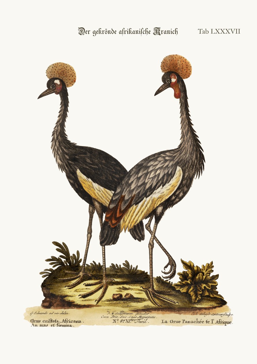 Den kronede afrikanske tranen, 1749-73 av George Edwards