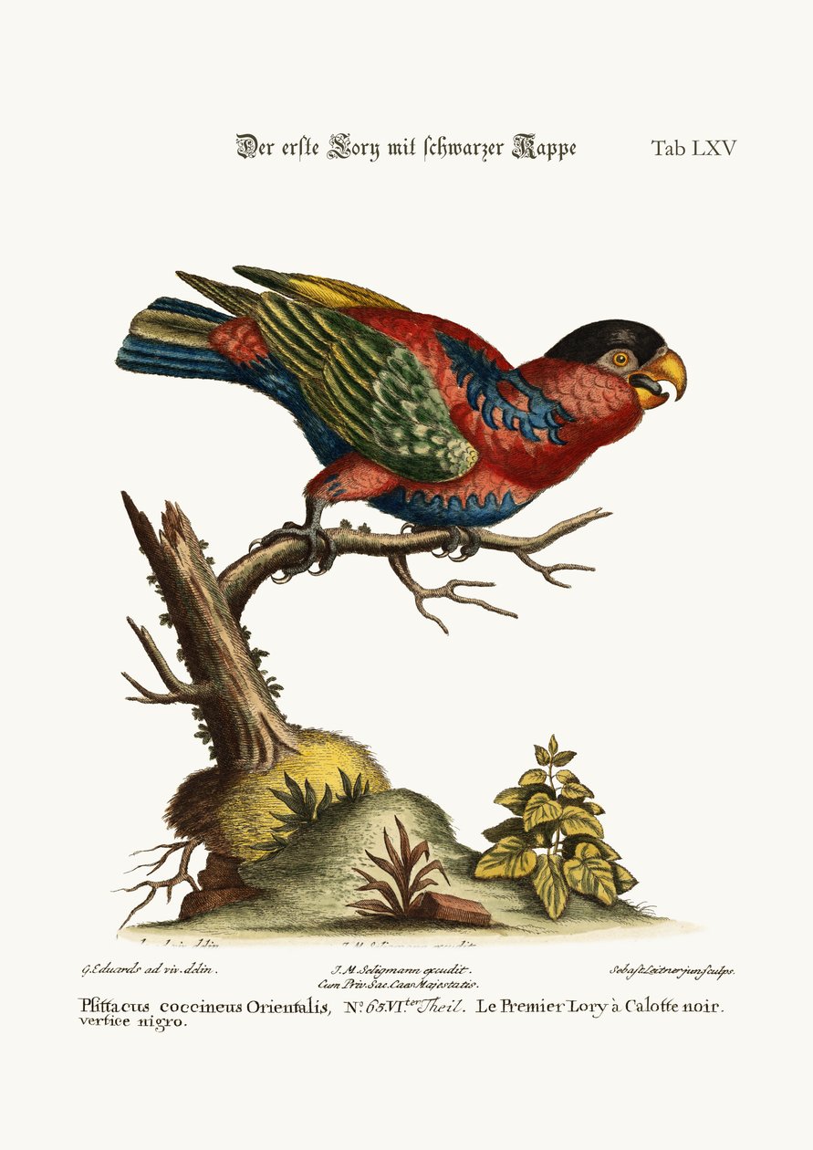 Den første Lory med svarte lokk, 1749-73 av George Edwards