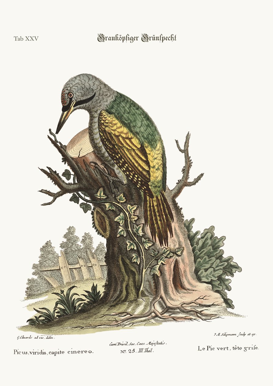Den gråhodede grønne spetten, 1749-73 av George Edwards
