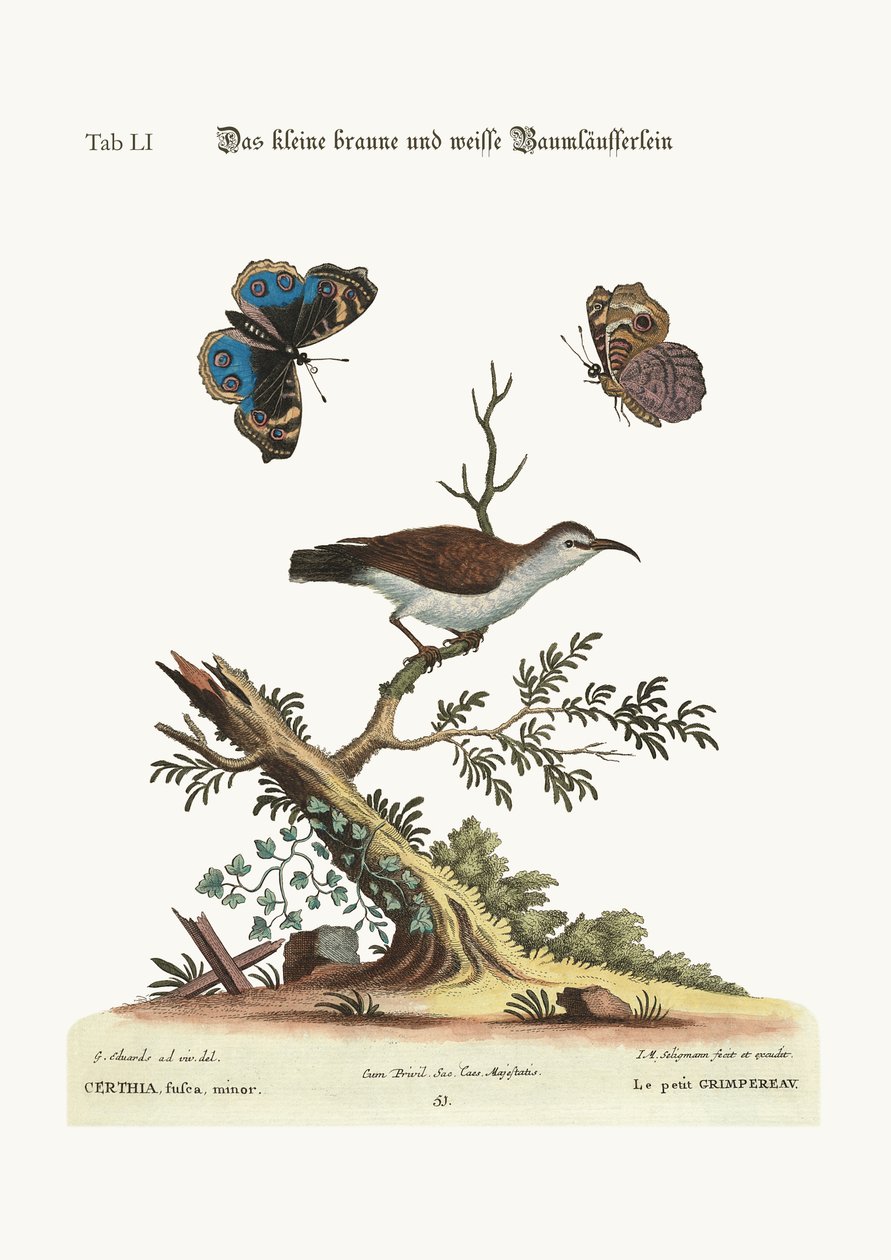 Den lille brune og hvite kryperen, 1749-73 av George Edwards
