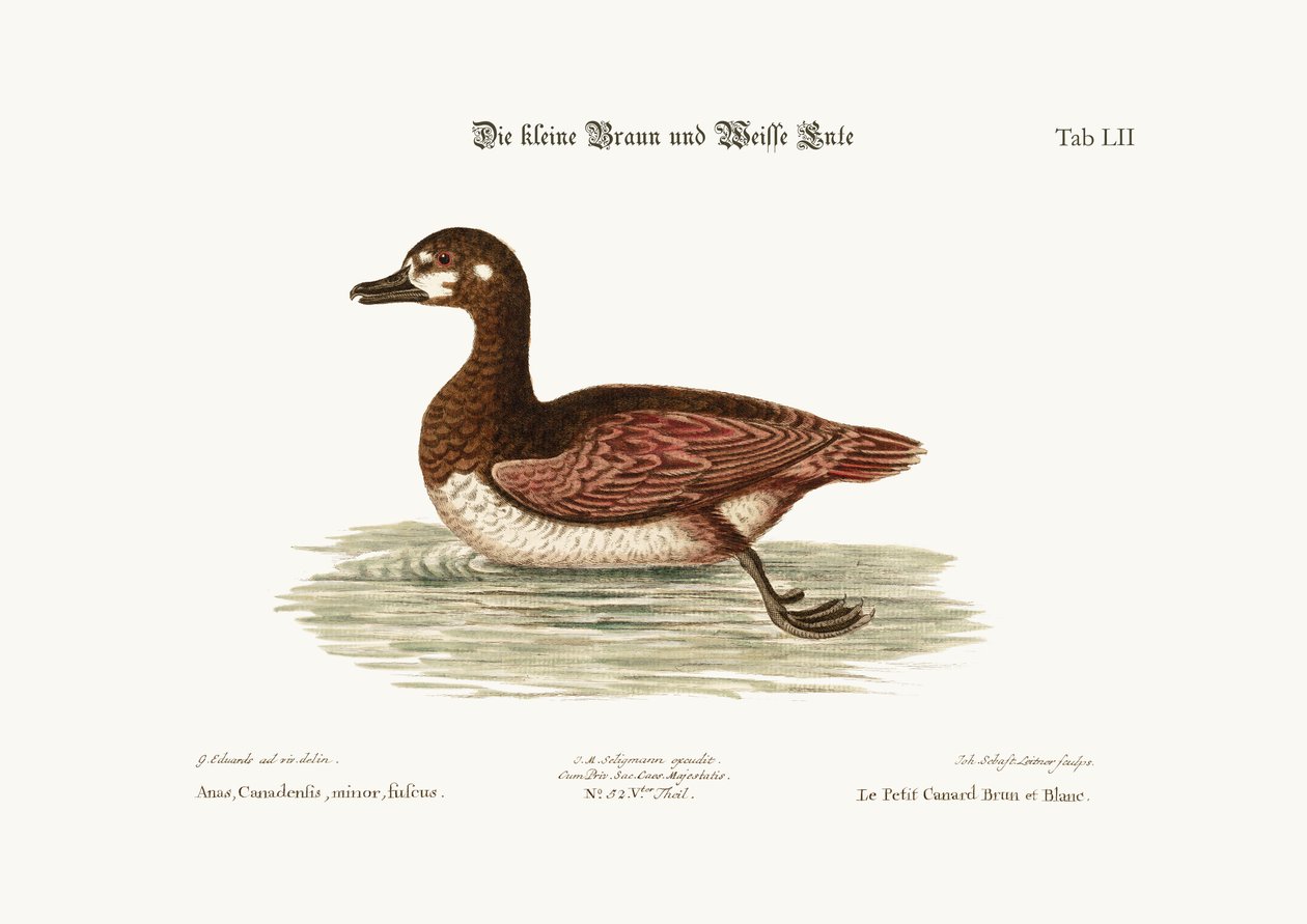 Den lille brune og hvite anda, 1749-73 av George Edwards