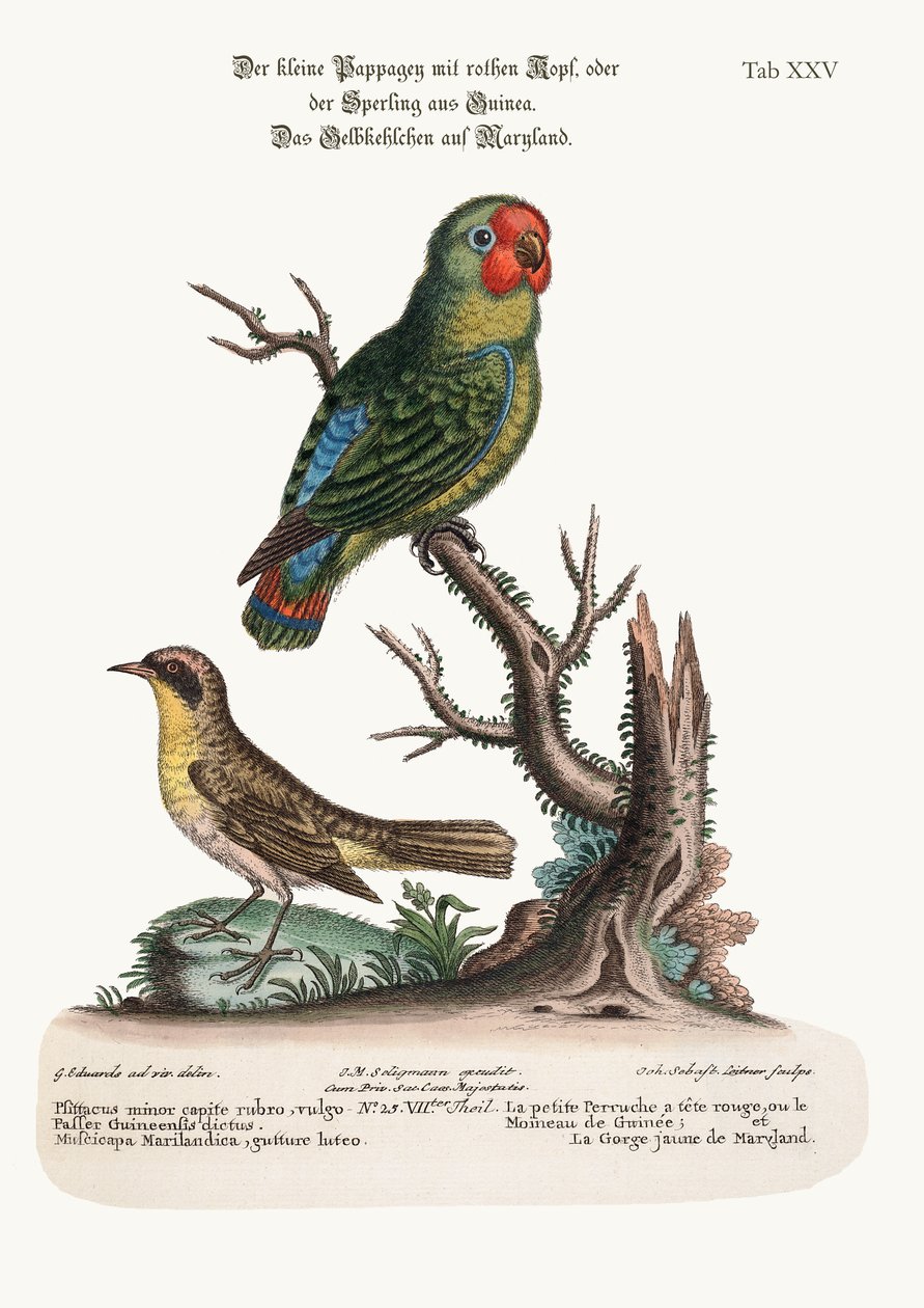 Den lille rødhodede papegøyen eller Guiney Sparrow og Maryland Yellow-Throat, 1749-73 av George Edwards