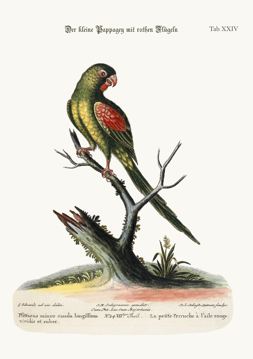 Den lille rødvingede parrakitten, 1749-73 av George Edwards