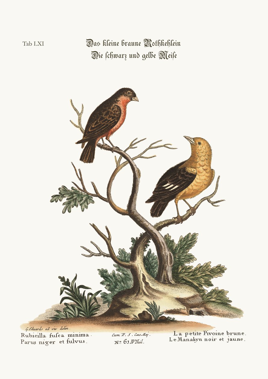 Den lille brune bullfinken. Den svarte og gule Manakyn, 1749-73 av George Edwards