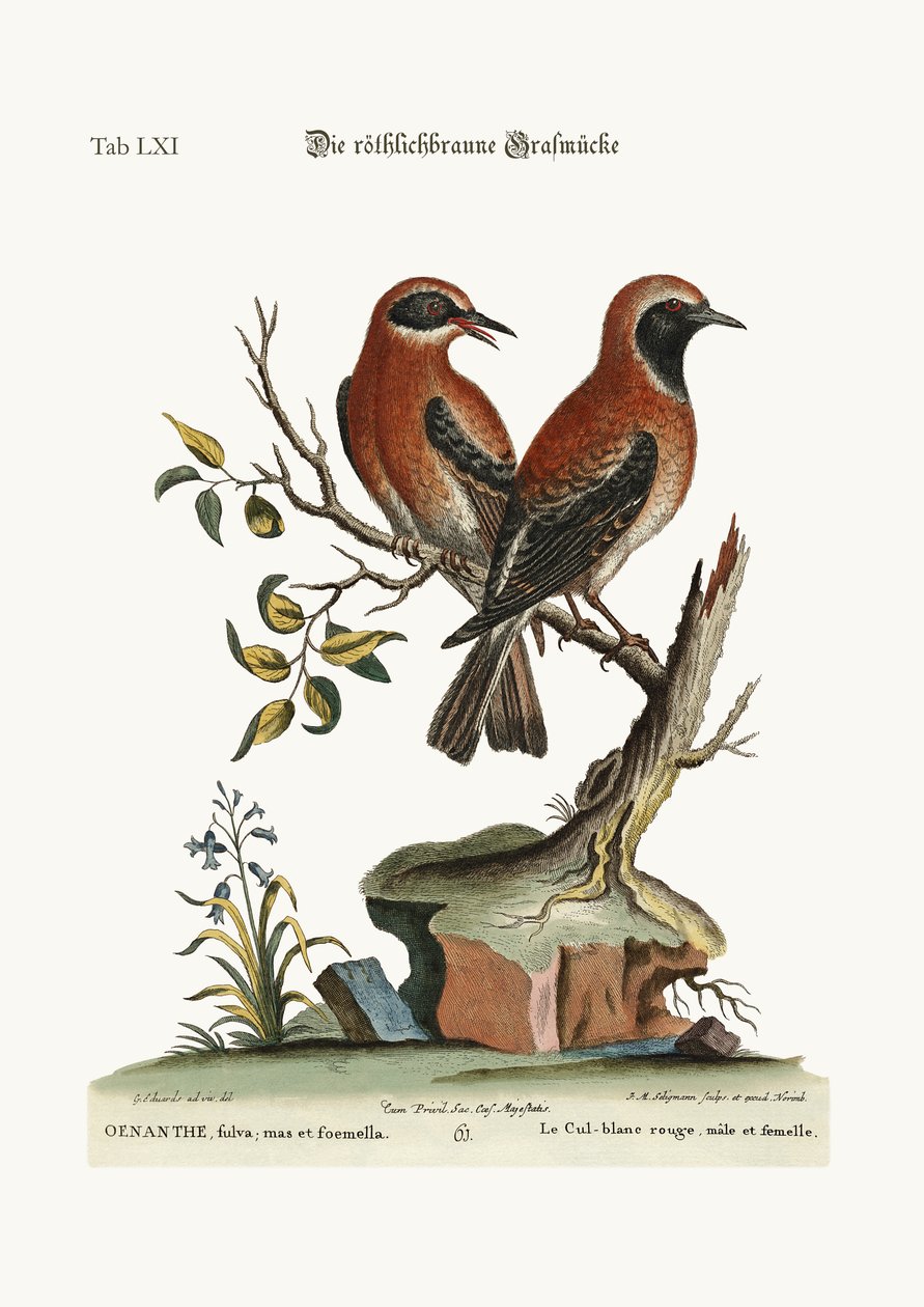 Det røde eller rødbrune hveteøret, 1749-73 av George Edwards