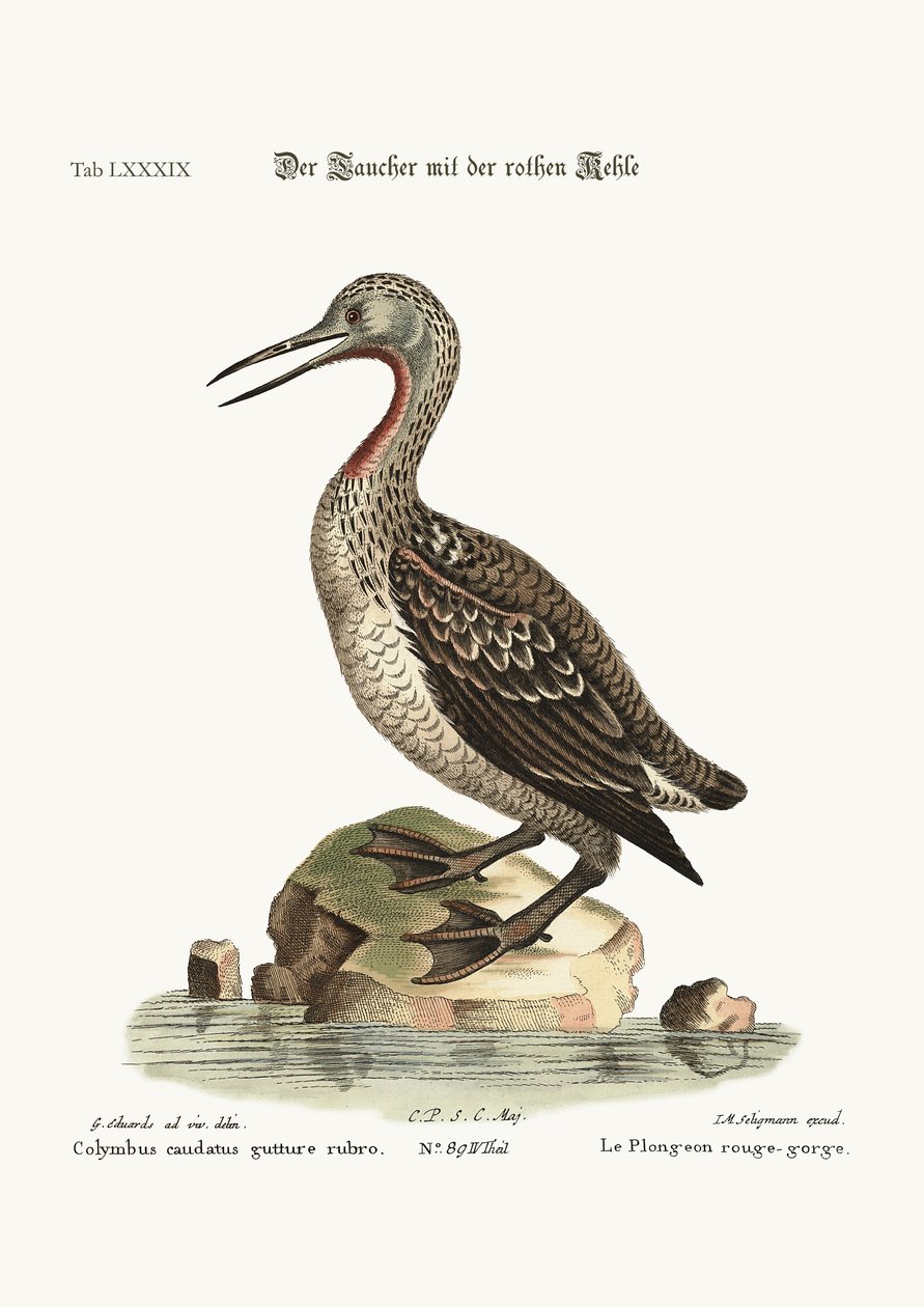 Den rødstrupede Ducker eller Loon, 1749-73 av George Edwards