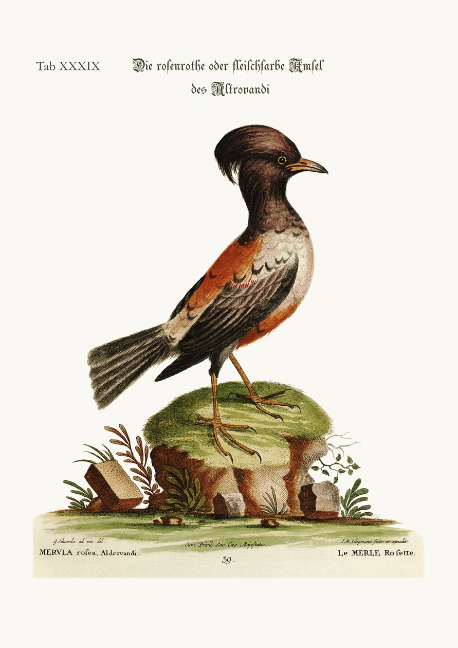 Den rose- eller nellikfargede Ouzel of Aldrovandi, 1749-73 av George Edwards
