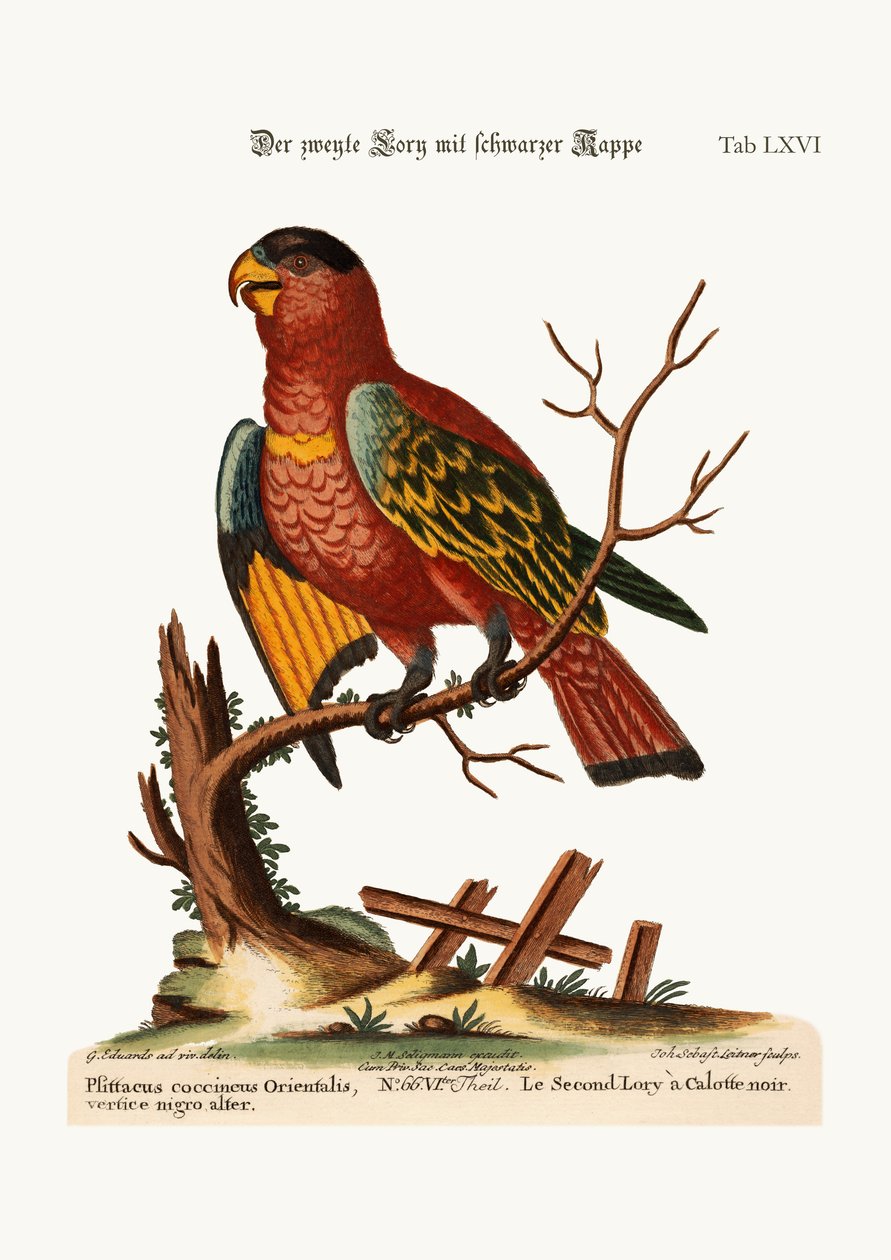 Den andre svartkappede Lory, 1749-73 av George Edwards