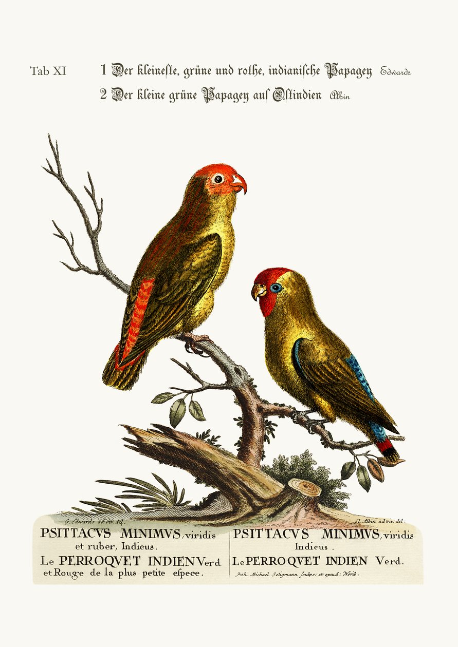 Den minste grønne og røde indiske parokketten. Den lille grønne papegøyen i Øst-India, 1749-73 av George Edwards